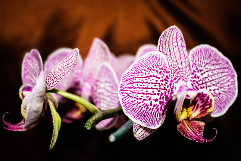 Phalaenopsis: une plante facile à cultiver et appréciée pour ses belles fleurs