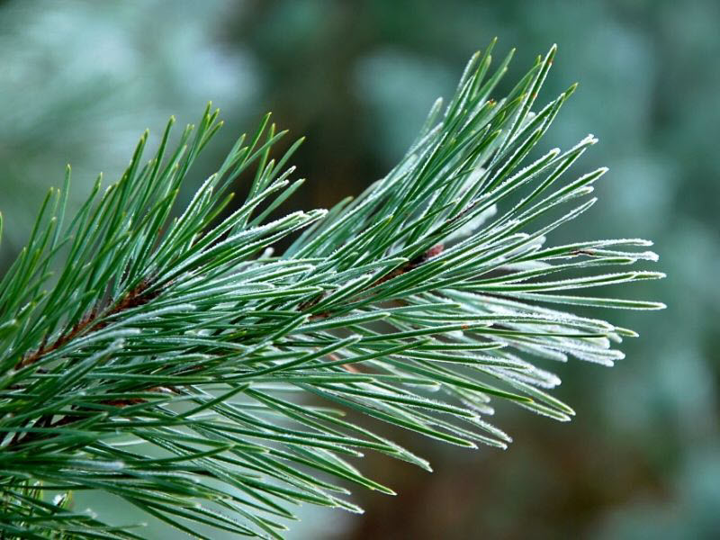 Sapin blanc: les secrets de cet arbre, également connu sous le nom de «prince des conifères»