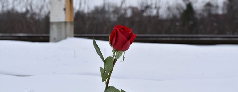 Rose éternelle : découvrez les fleurs qui ne fanent pas !